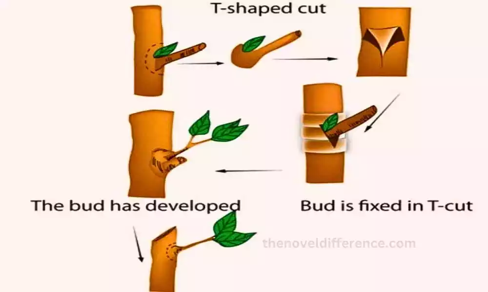 Significance in Plant Propagation