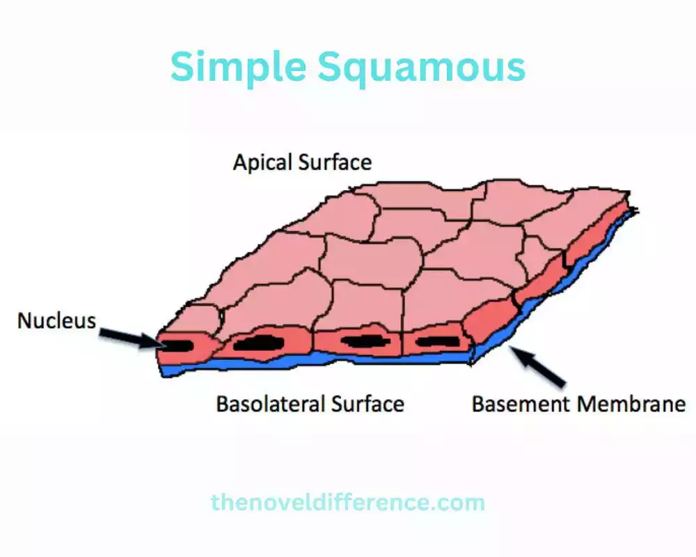 Simple Squamous