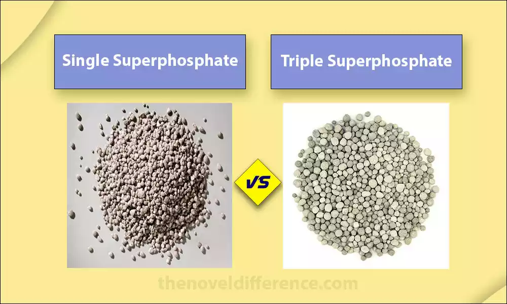 Difference Between Single and Triple Superphosphate