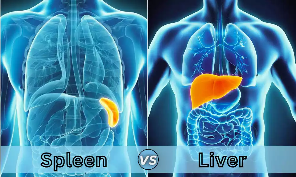 Between Spleen and Liver the best 14 difference