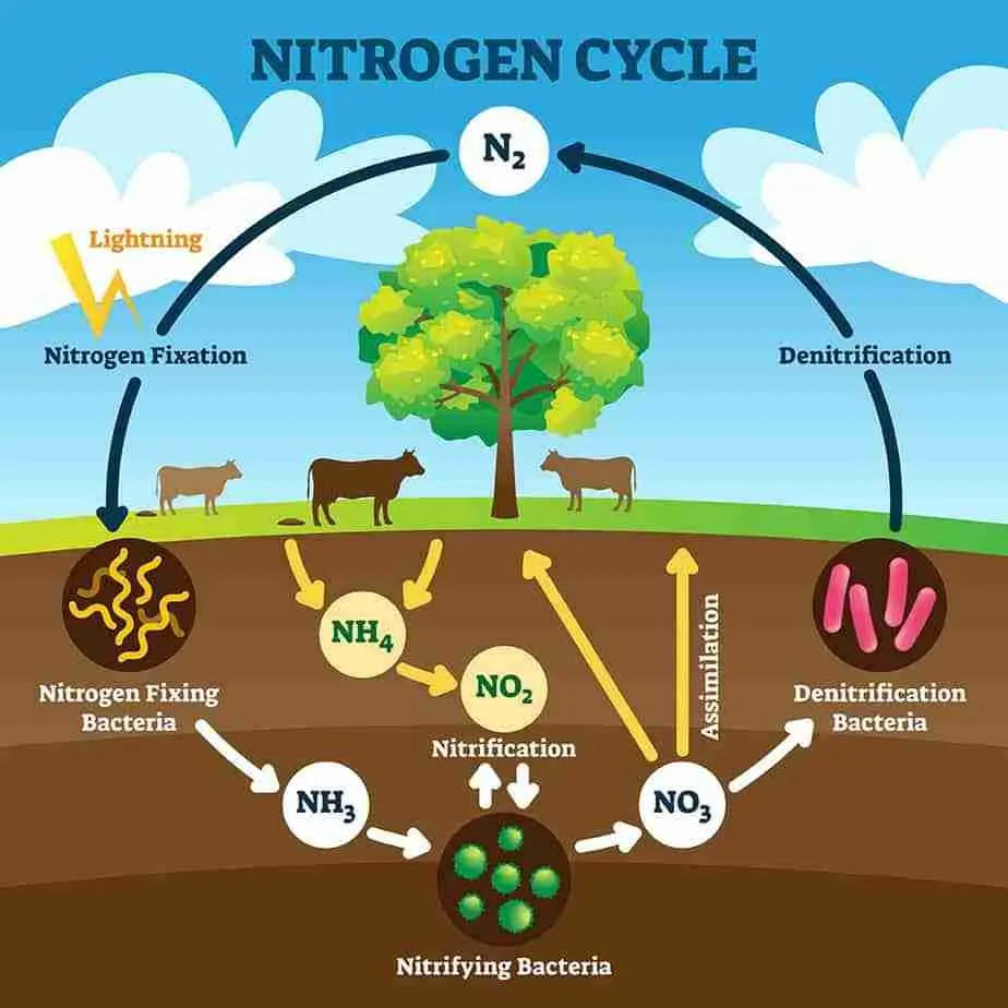 Symbiotic Nitrogen Fixation