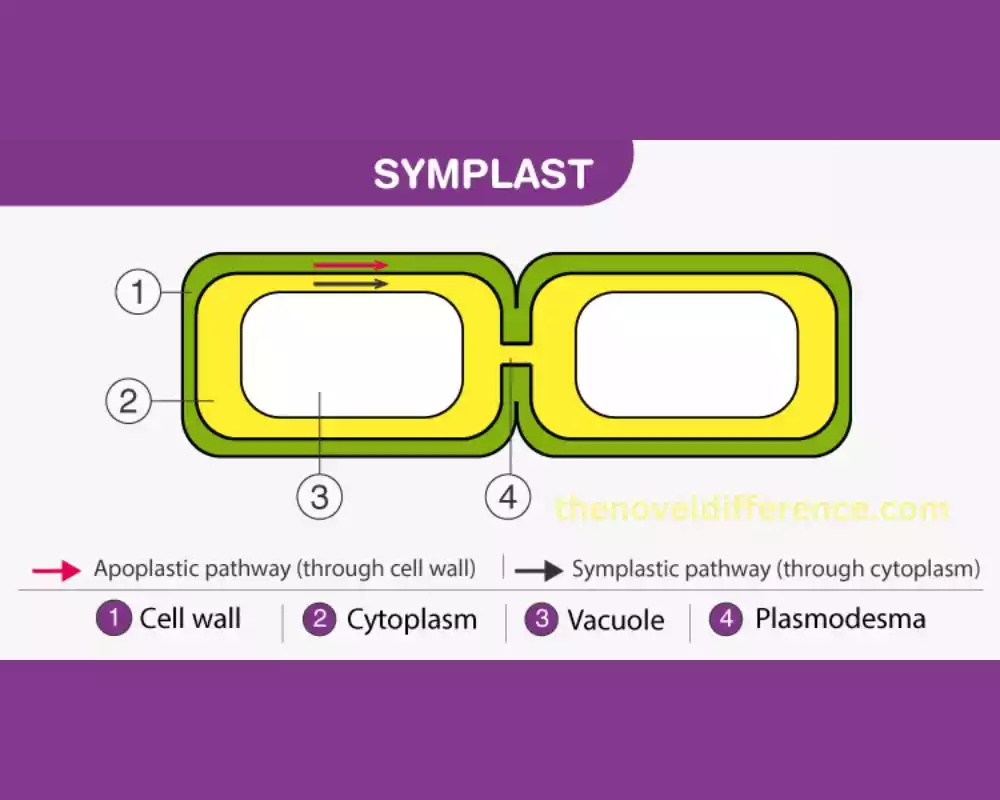 Symplast and Vacuolar Pathways