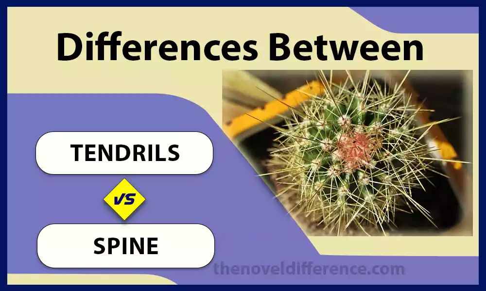 Difference Between Tendrils and Spine