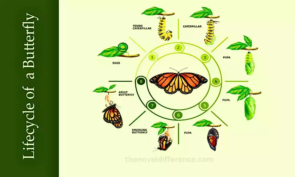 The Life Cycle of a Butterfly