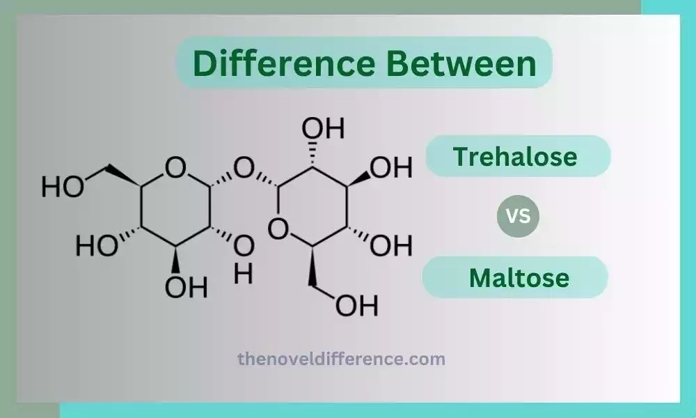 Difference Between Trehalose and Maltose