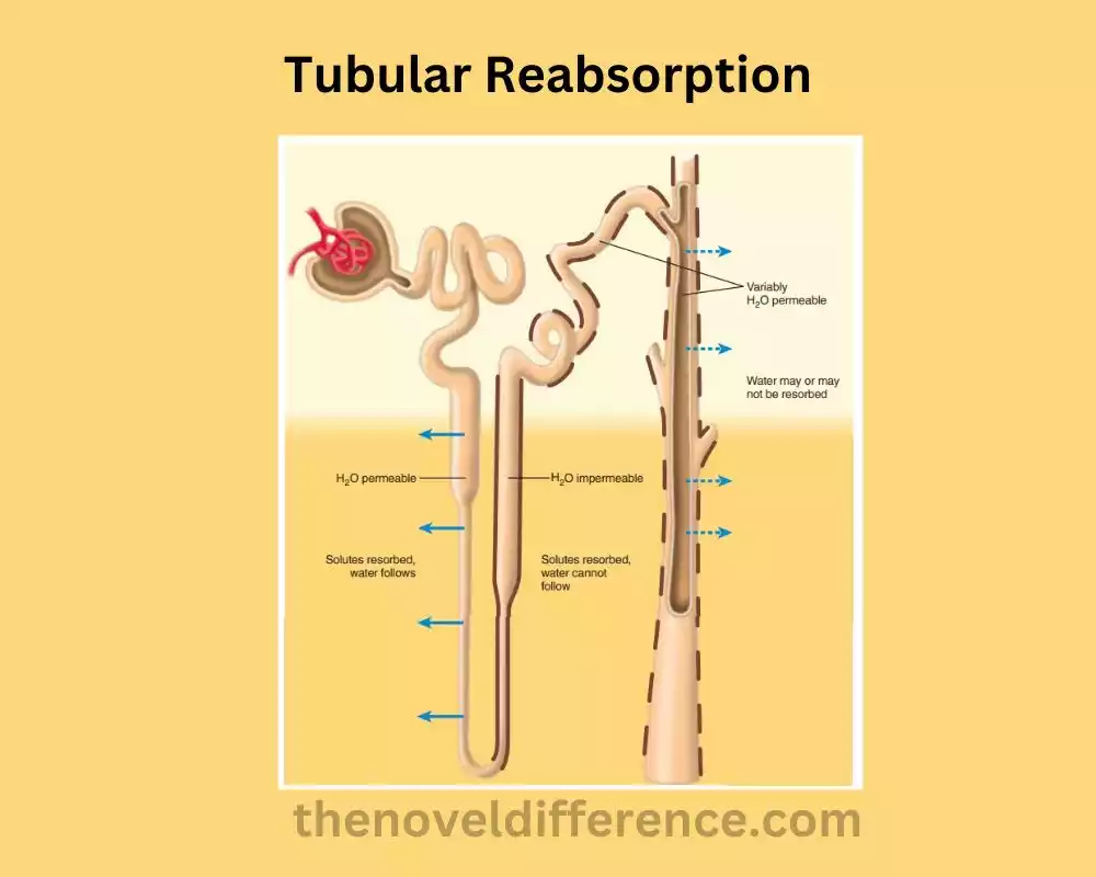 Tubular Reabsorption