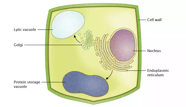 Vacuolar Pathway