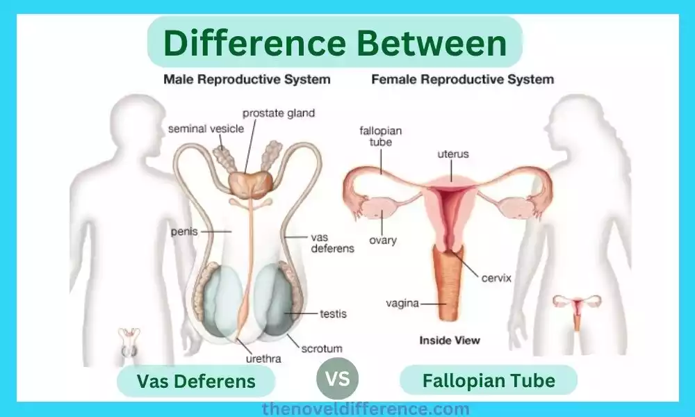 Difference Between Vas Deferens and Fallopian Tube