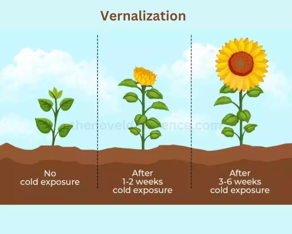 Vernalization