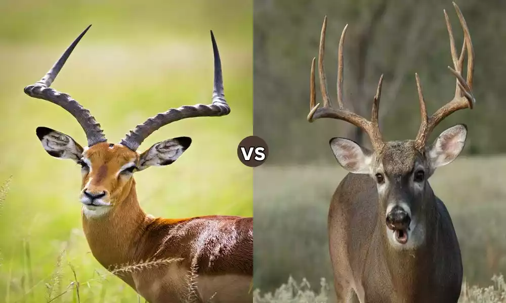 What is the Difference Between Antelope and Deer