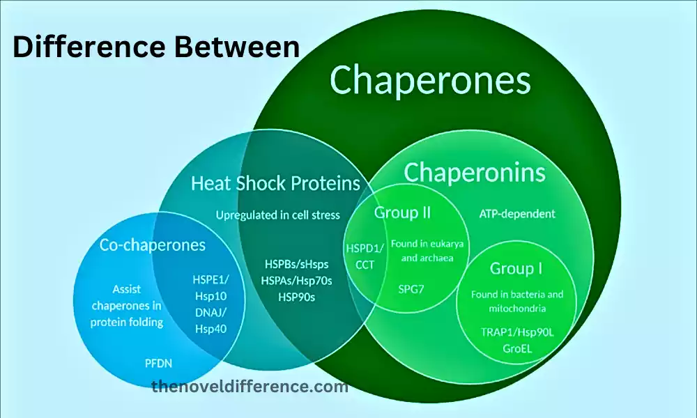 Difference Between Chaperones and Chaperonins