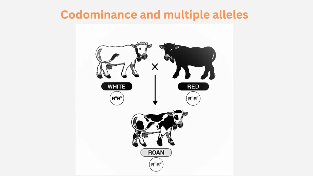 codominance-and-multiple-alleles