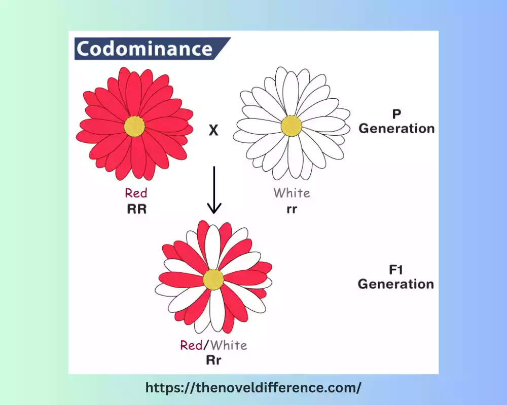 codominance