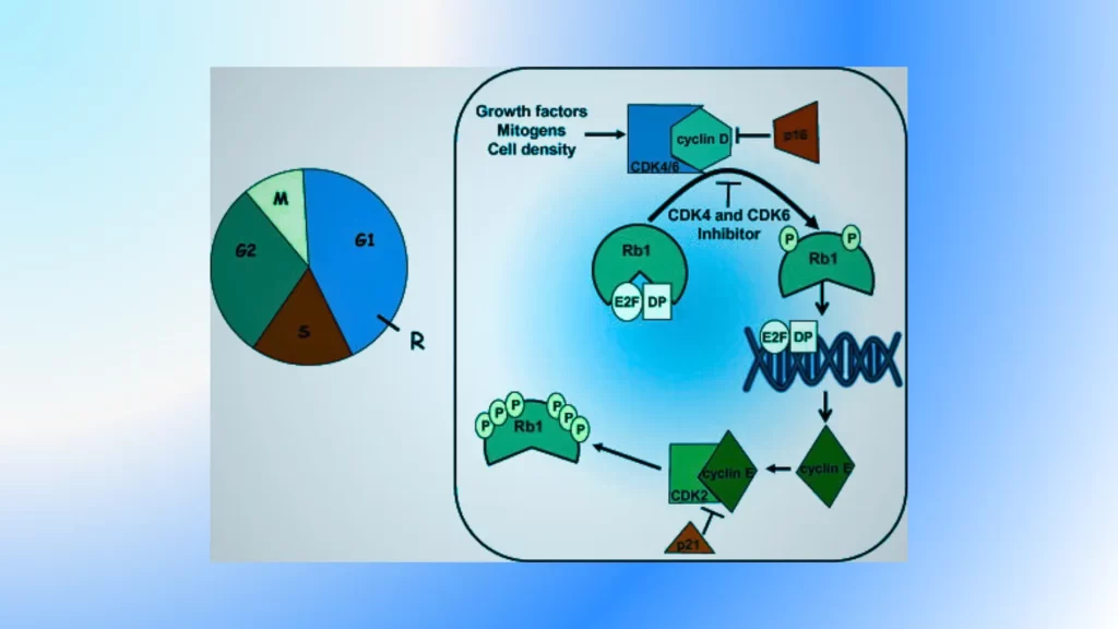 cyclin-dependent-kinases-cdks.