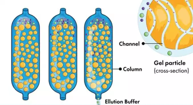 gel filtration chromatography