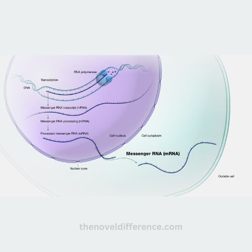 hnRNA and mRNA