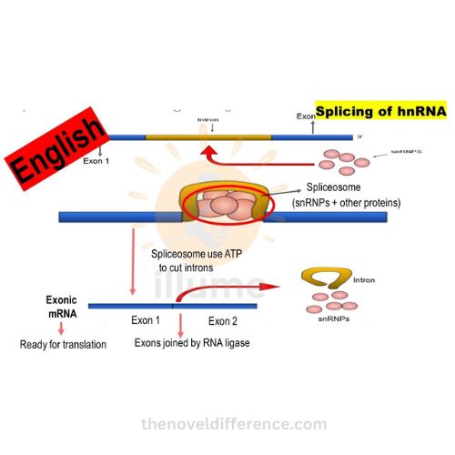 hnRNA and mRNA