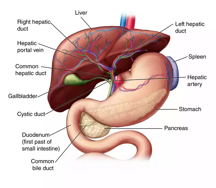 liver