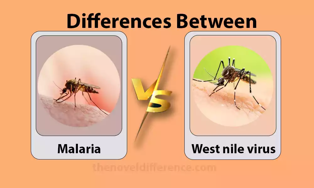 Difference Between Malaria and West Nile Virus