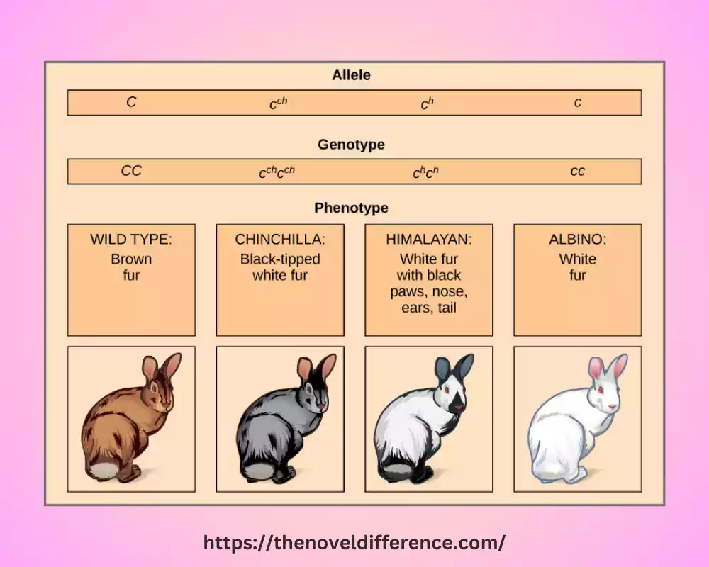 multiple alleles