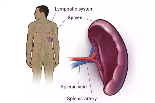 spleen