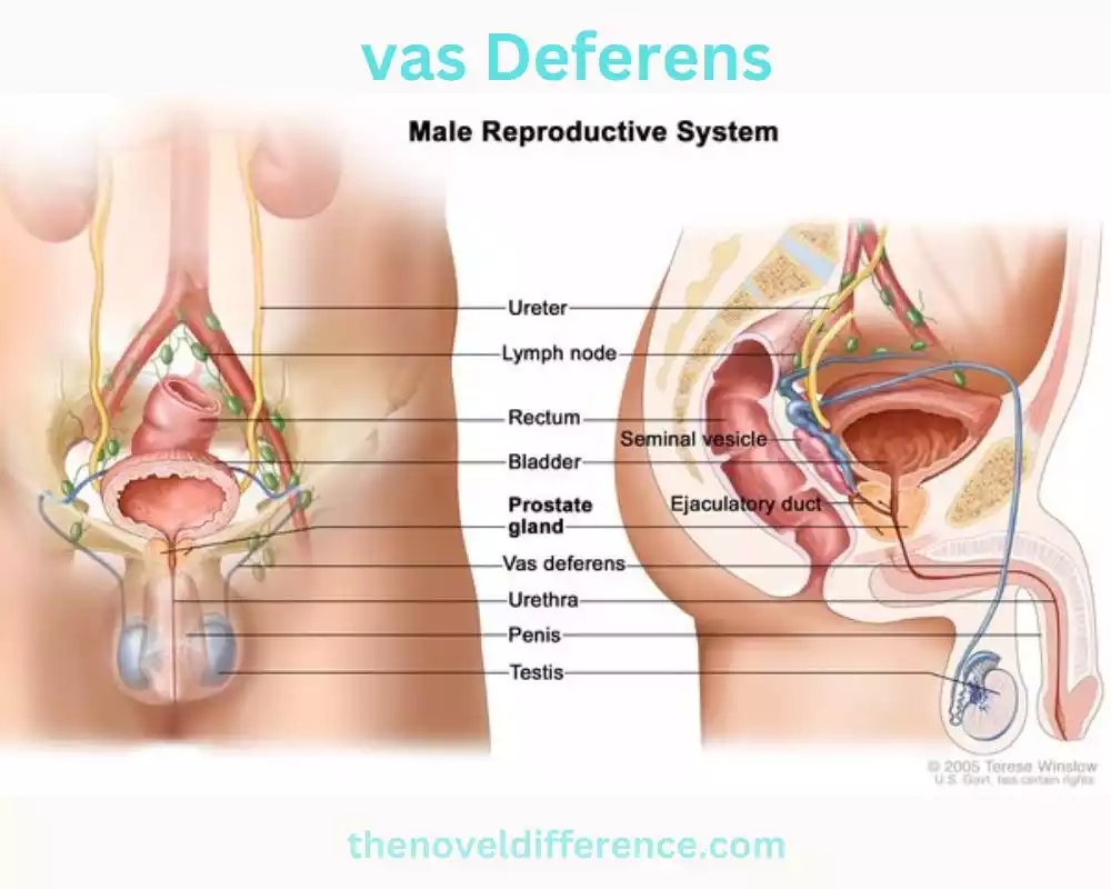 vas Deferens