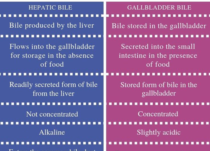 What is the Difference Between Liver Bile and Gallbladder Bile